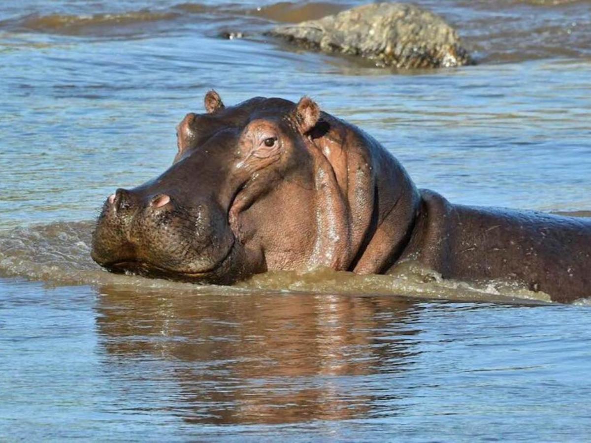 Serengeti Kifaru Tented Lodge Mugumu Zewnętrze zdjęcie